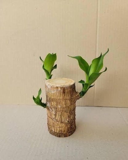 Brazilian Lucky Wood Mini Home Decorations Plant (Buy 1 Get 1 Free)