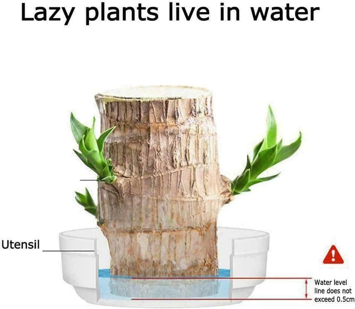 Brazilian Lucky Wood Mini Home Decorations Plant (Buy 1 Get 1 Free)