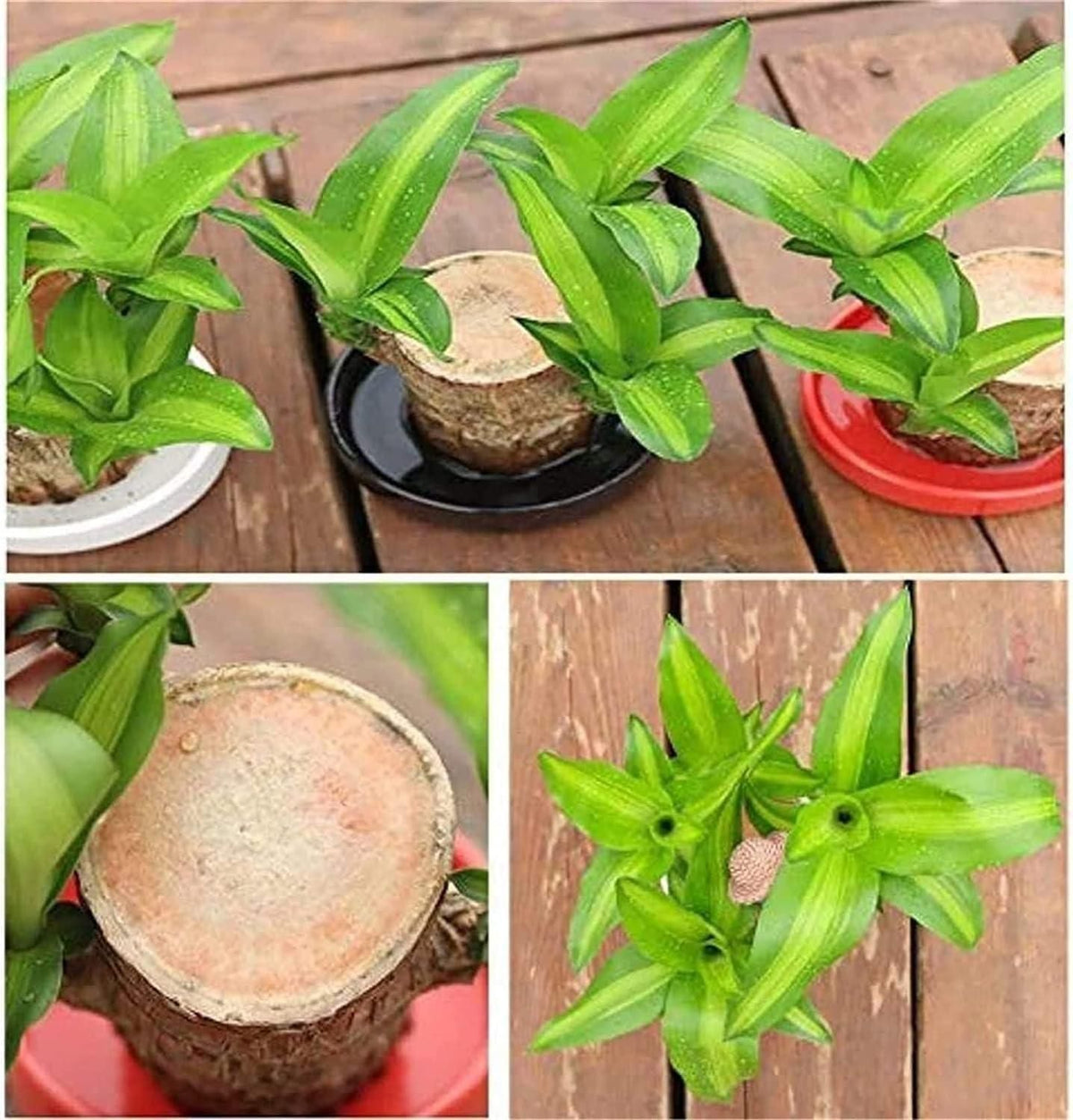Brazilian Lucky Wood Mini Home Decorations Plant (Buy 1 Get 1 Free)