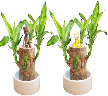 Brazilian Lucky Wood Mini Home Decorations Plant (Buy 1 Get 1 Free)