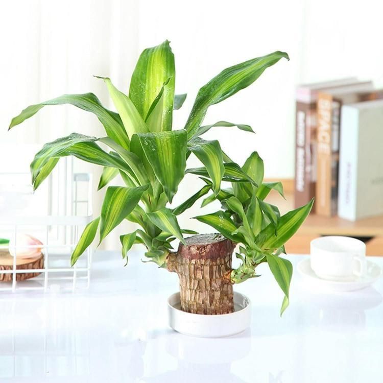 Brazilian Lucky Wood Mini Home Decorations Plant (Buy 1 Get 1 Free)