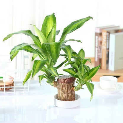 Brazilian Lucky Wood Mini Home Decorations Plant (Buy 1 Get 1 Free)