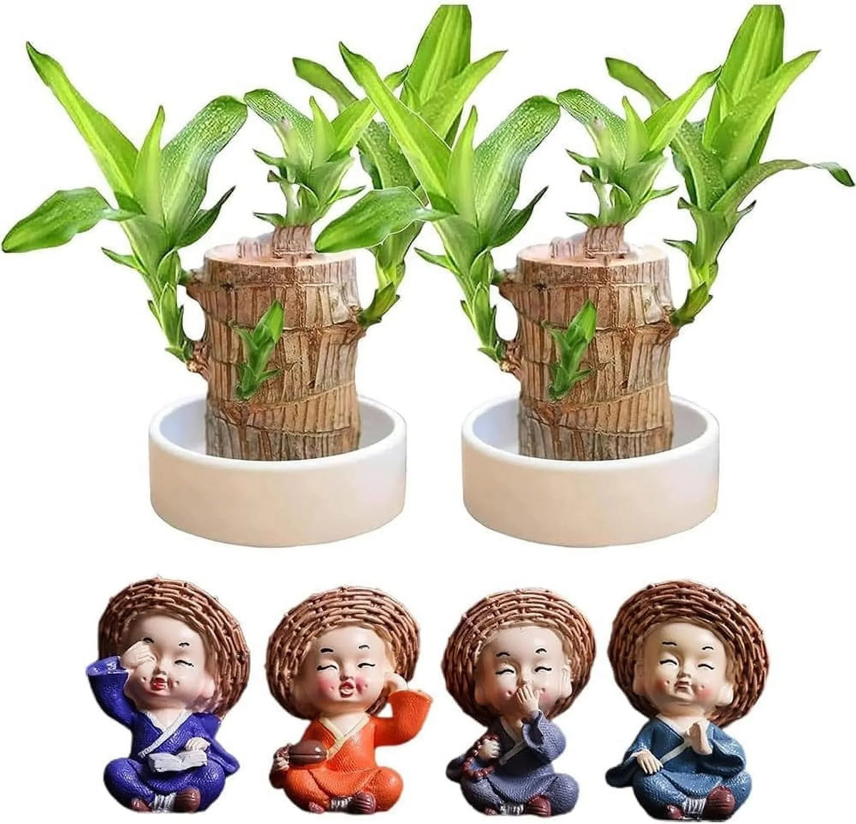 Brazilian Lucky Wood Mini Home Decorations Plant (Buy 1 Get 1 Free)