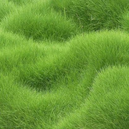 All Seasons Evergreen Dwarf Grass Seeds Best For Your Beautiful Home Gardening