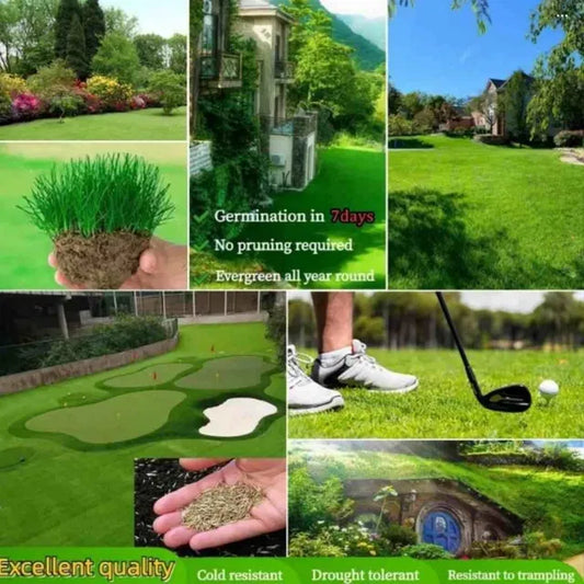 All Seasons Evergreen Dwarf Grass Seeds Best For Your Beautiful Home Gardening