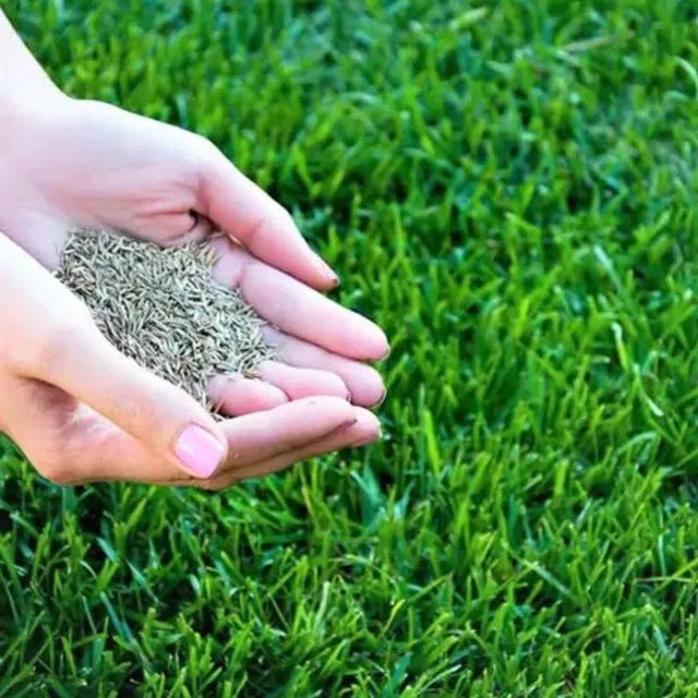 All Seasons Evergreen Dwarf Grass Seeds Best For Your Beautiful Home Gardening