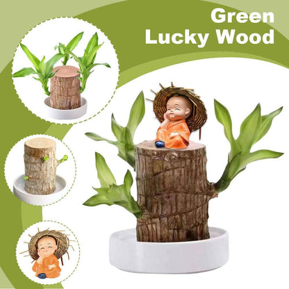 Brazilian Lucky Wood Mini Home Decorations Plant (Buy 1 Get 1 Free)