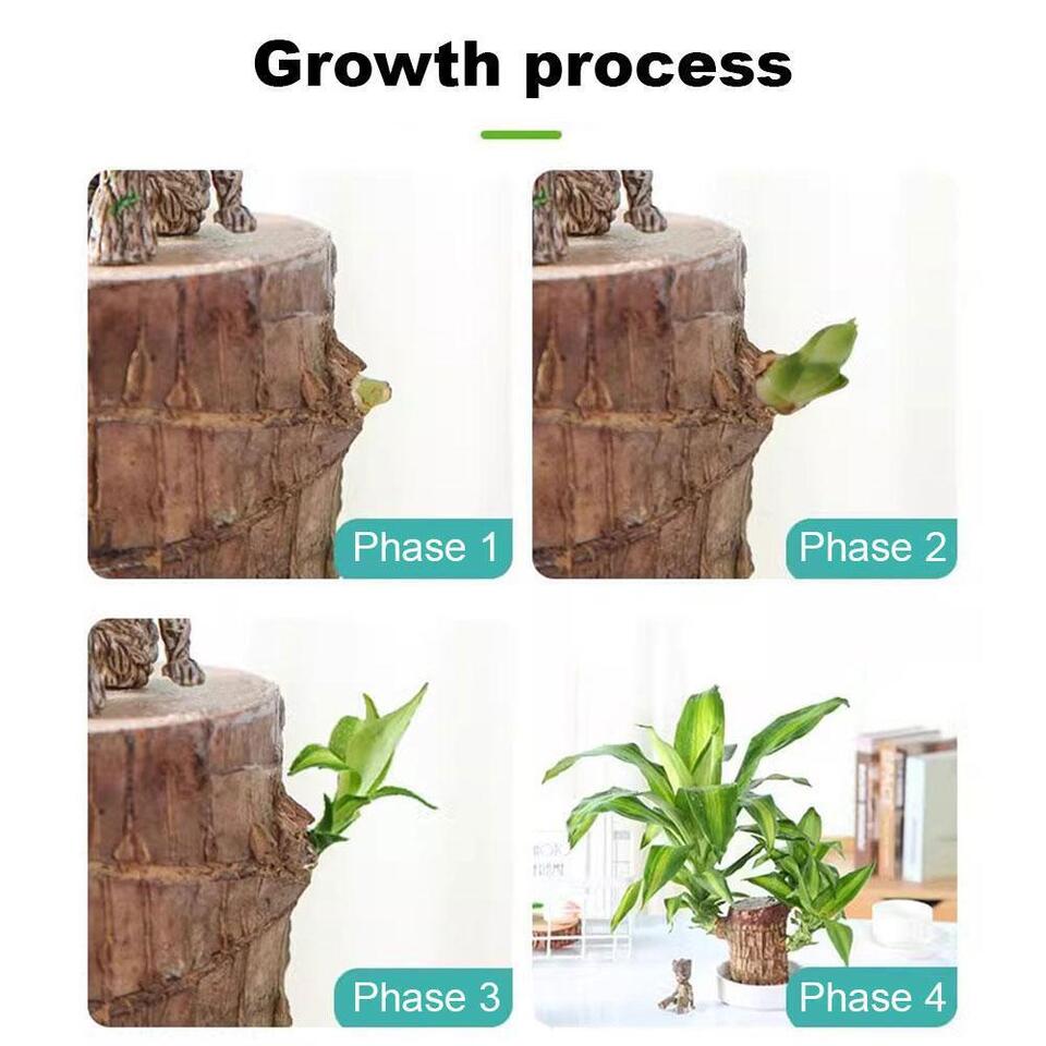 Brazilian Lucky Wood Mini Home Decorations Plant (Buy 1 Get 1 Free)