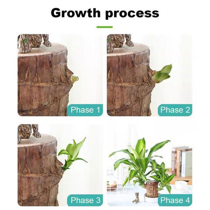 Brazilian Lucky Wood Mini Home Decorations Plant (Buy 1 Get 1 Free)